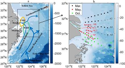 Light attenuation parameterization in a highly turbid mega estuary and its impact on the coastal planktonic ecosystem